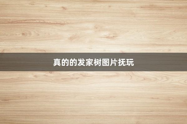 真的的发家树图片抚玩